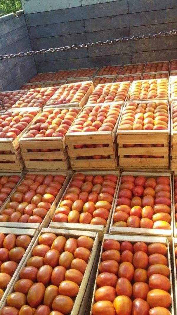 Abundancia de tomate hace bajar el precio - Nacionales - ABC Color