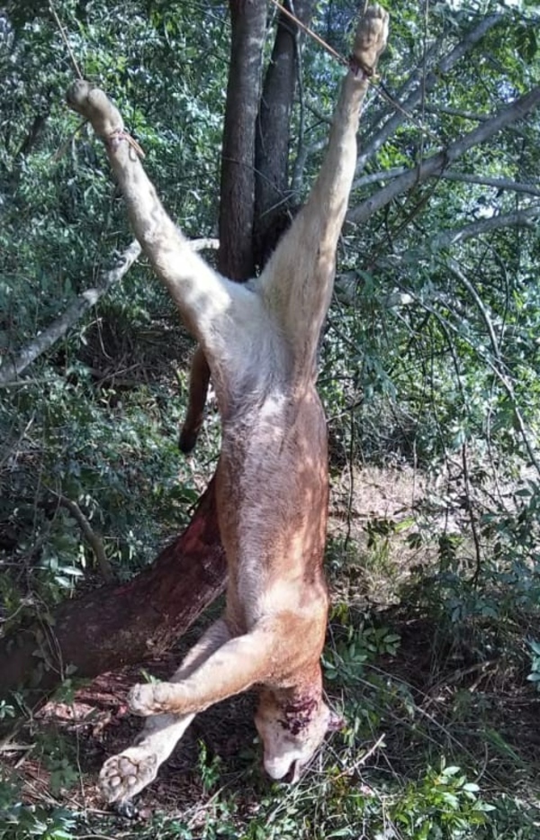 Cazadores furtivos abatieron un puma en reserva forestal de Itaipu - Noticde.com