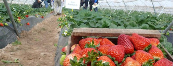 Frutilleros esperan el visto bueno de Mazzoleni al protocolo para realizar la Expo Frutilla » Ñanduti