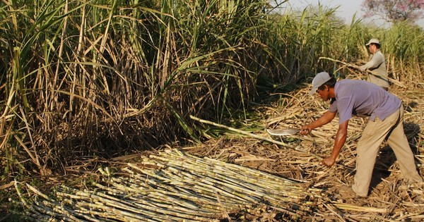 Más de G. 141.500 millones fueron destinados a pequeños productores y mipymes