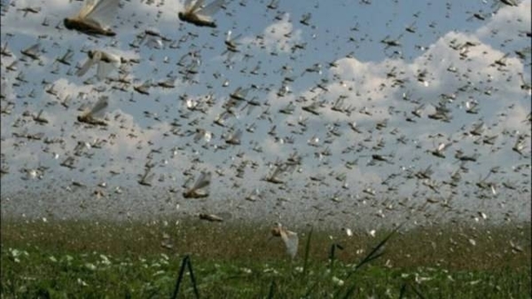 HOY / Langostas invaden Corrientes y sostienen que su control es "complejo"