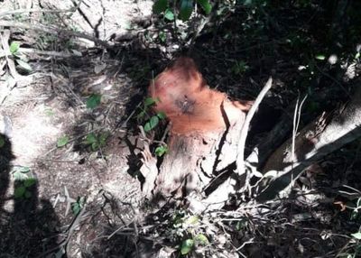 Hallan evidencia de tala de árboles nativos en área protegida de Guairá - Nacionales - ABC Color