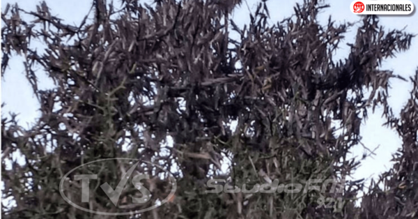 Langostas invaden Corrientes y sostienen que su control es «complejo»