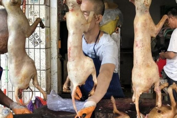 China: comenzó el tradicional Festival de carne de perro a pesar de la pandemia de coronavirus