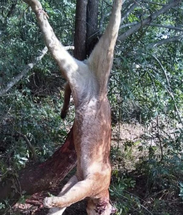 Guardabosques vuelven a encontrar rastros de crímenes ambientales en las reservas de Itaipú – Diario TNPRESS