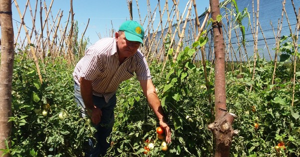 Tomateros piden cese del contrabando y apoyo del MAG ante riesgo de pérdida