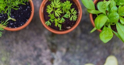 Huerta en casa: ¿por dónde empezar?