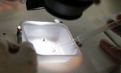 Científicos detectan en Brasil una nueva cepa del zika - Internacionales - ABC Color