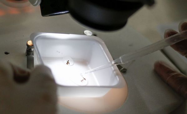 Científicos detectan en Brasil una nueva cepa del zika - Internacionales - ABC Color