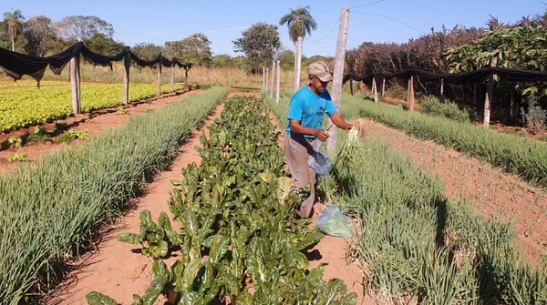 Septuagenario logra excelente producción hortícola