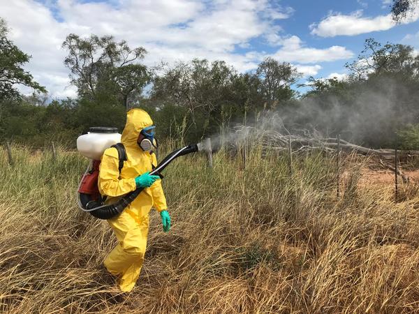 Alerta por posible ingreso de langostas al territorio nacional » Ñanduti