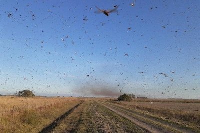 Invasión de langostas en provincia argentina: piden a productores comunicar avistamientos en Paraguay - ADN Paraguayo