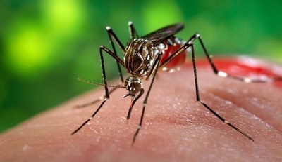 Identifican nueva cepa de zika en Brasil - ADN Paraguayo