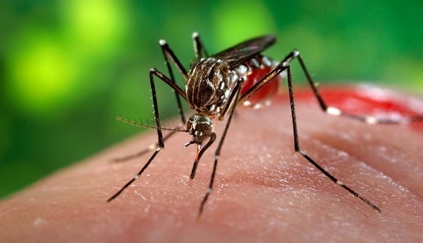 Identifican nueva cepa de zika en Brasil - ADN Paraguayo