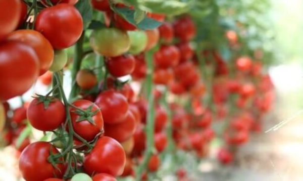 » Tomateros piden cese del contrabando y apoyo del MAG ante riesgo de pérdida