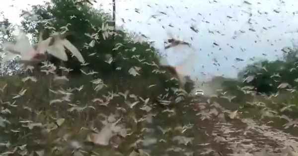 Alarma en el campo paraguayo ante brote de plaga de langostas en el norte de Argentina