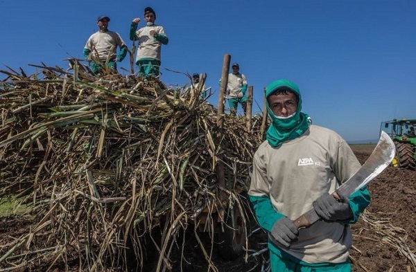 Crédito Agrícola de Habilitación otorgará línea de crédito a cañicultores