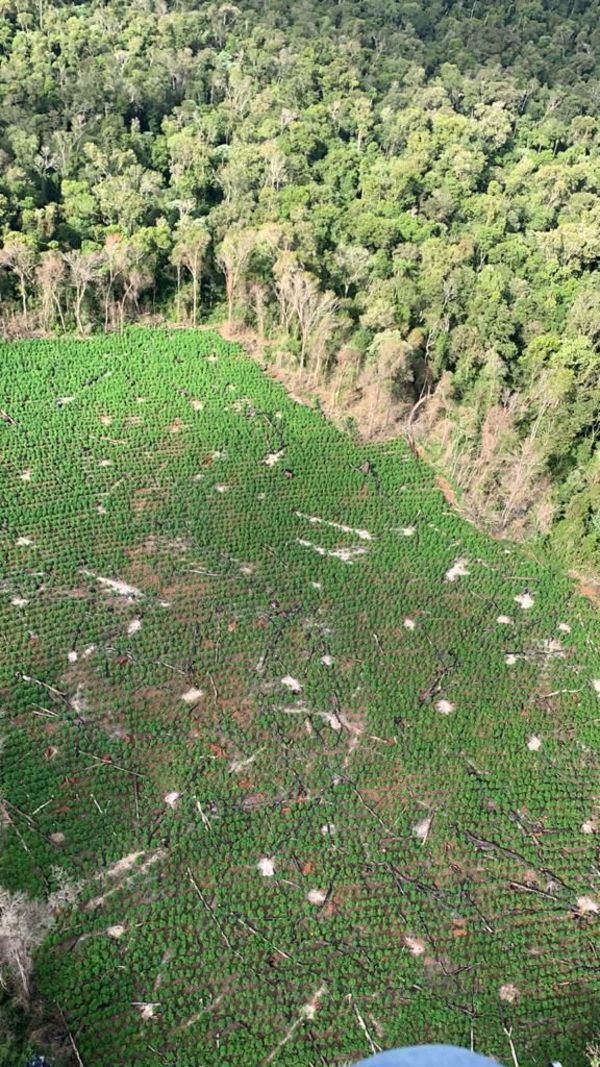 Destruyen cultivos de marihuana en comunidades indígenas - Nacionales - ABC Color