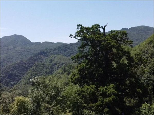 Descubren un pino de 1.900 años en una provincia de China