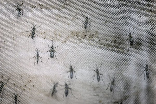 Nueva cepa de zika identificada en Brasil puede causar otra epidemia » Ñanduti
