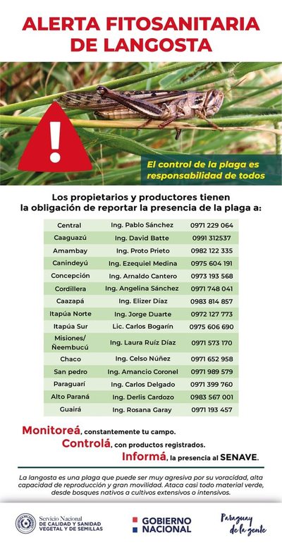 Senave declara alerta por posible ingreso de manga de langostas - Nacionales - ABC Color