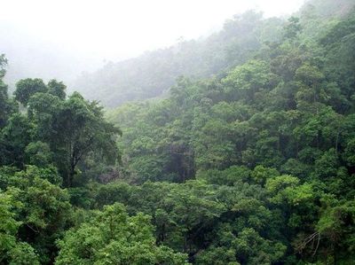 Greenpeace denuncia aumento de minería ilegal en la Amazonía brasileña - Mundo - ABC Color