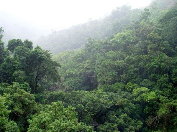 Greenpeace denuncia aumento de minería ilegal en la Amazonía brasileña - Mundo - ABC Color