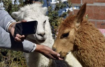 La llama, motivo de singular oferta de turismo virtual en Bolivia - Viajes - ABC Color