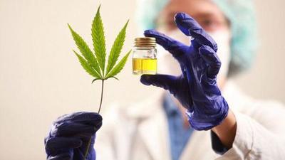 Diputados dictaminarán en una semana sobre despenalización del cannabis para uso medicinal – Diario TNPRESS