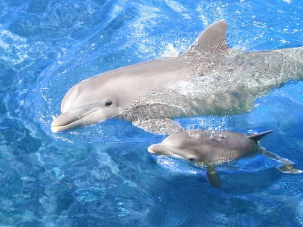 Los delfines aprenden también a buscar comida sin la "ayuda" de sus madres