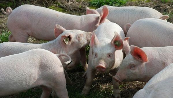 Producción porcina se mantiene estable pero con demanda reducida