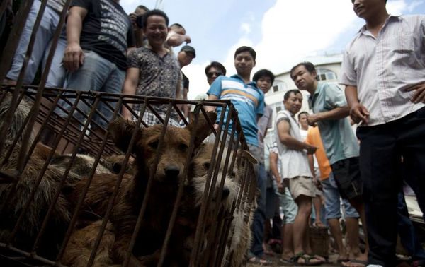 La fiesta de la carne de perro en China - Mascotas - ABC Color