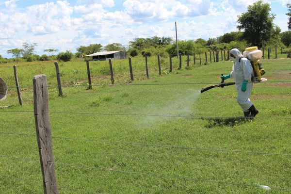 SENAVE  se mantiene alerta ante presencia de langostas en países vecinos