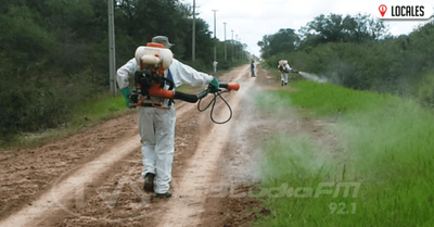 Senave mantiene alerta en Región Oriental ante presencia de langostas en países vecinos