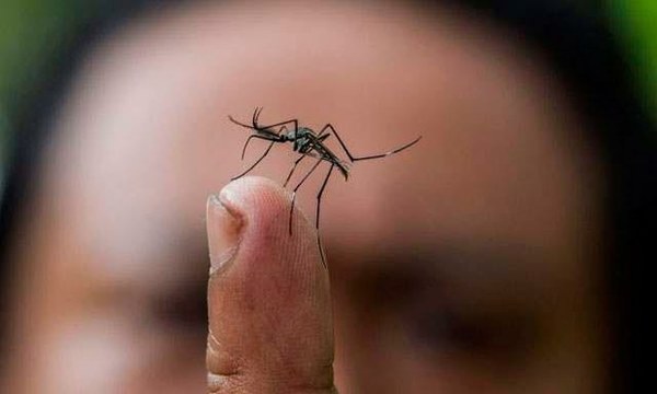 El mosquito no transmite el coronavirus, según Instituto de Sanidad italiano » Ñanduti