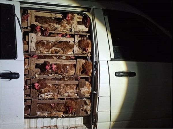 Incautan en Curuguaty 46.000 huevos y 500 gallinas de contrabando