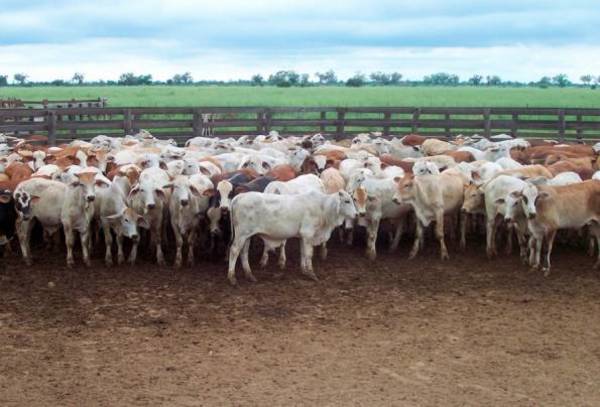 Crisis en la ganadería: "No estamos recibiendo ni para cubrir nuestros gastos, estamos comiendo nuestros ahorros" » Ñanduti