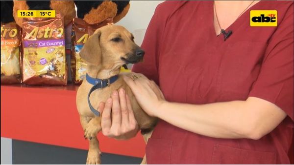 Cómo tratar garrapatas en nuestros perros - Ensiestados - ABC Color