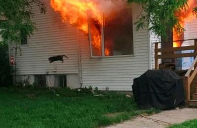 Hombre salva al perro del vecino de un incendio pero olvida al gato: el felino se convirtió en meme - SNT