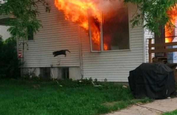 Hombre salva al perro del vecino de un incendio pero olvida al gato: el felino se convirtió en meme - C9N