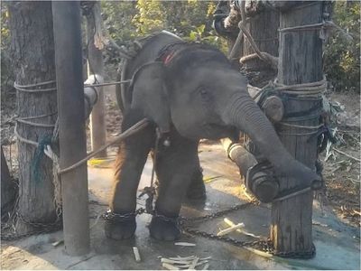 El cruel adiestramiento de los elefantes explotados por el turismo en Tailandia