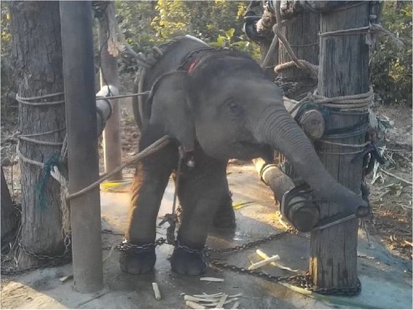 El cruel adiestramiento de los elefantes explotados por el turismo en Tailandia