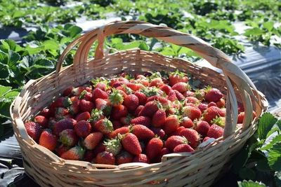 En tiempos de pandemia, productores de frutilla sobreviven gracias a modalidad “delivery” - Contacto Ciudadano - ABC Color