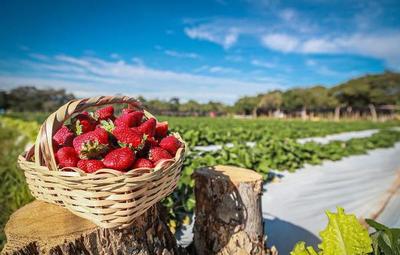 Productores de frutilla solicitan autorización para realizar expo