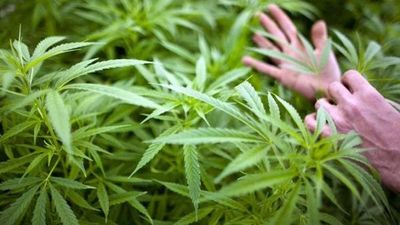 TJ-SP le da a una pareja el derecho de cultivar cannabis para el tratamiento de sus hijos