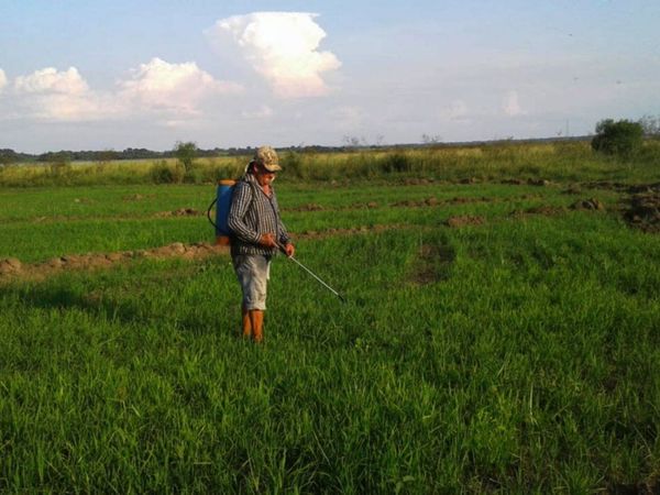 Arroceros de Coronel Bogado piden ayuda para poder preparar parcelas