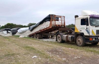 Registran buena cosecha de algodón en el Chaco, a pesar de la sequía - Economía - ABC Color