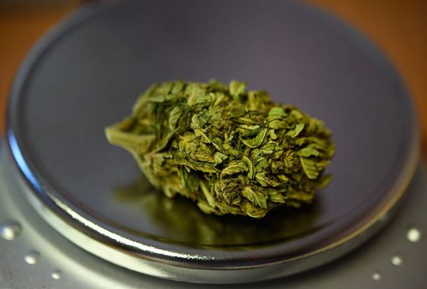 Las ventas de cannabis crecen en Canadá, pero las empresas están en crisis - Mundo - ABC Color