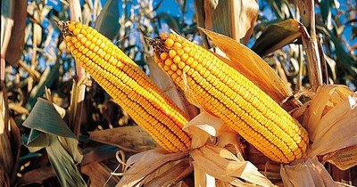El maíz registra buena calidad, pero bajo rendimiento