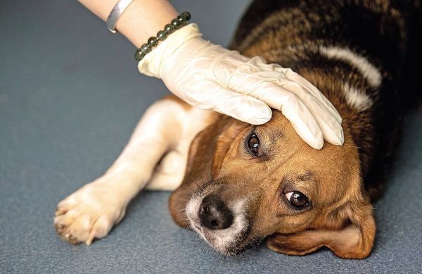 Anuncian testeo gratuito de leishmaniasis visceral canina - ADN Paraguayo